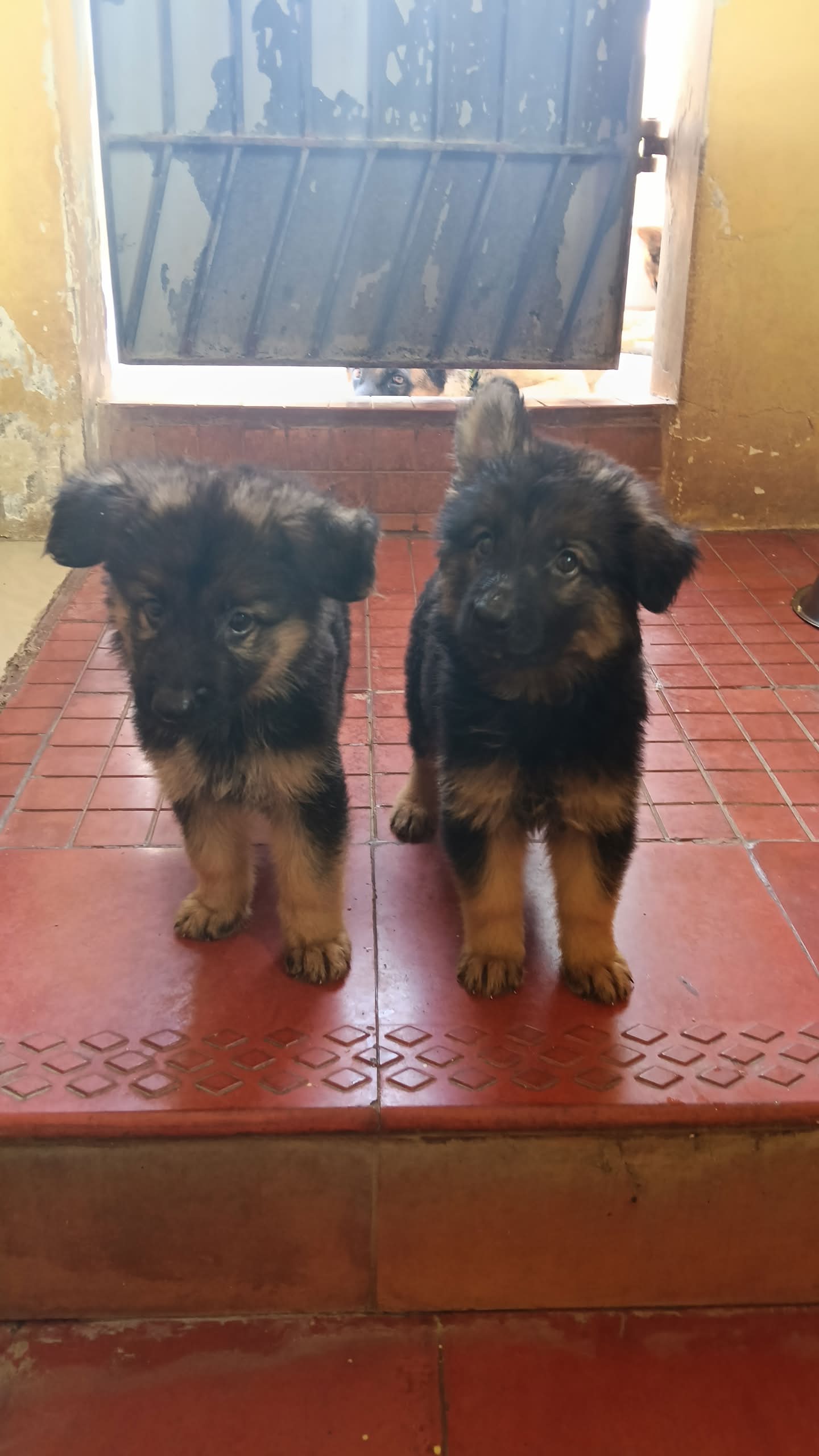 Cute German Shepherd Puppies