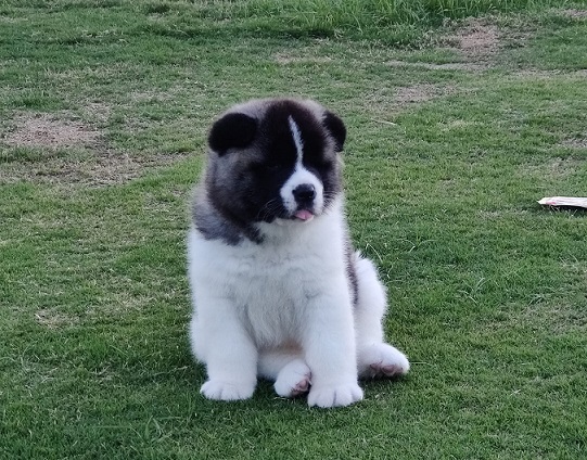 Akita Puppies For Sale in Agra