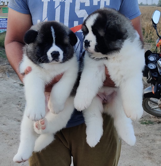 Akita Puppies For Sale in Surat