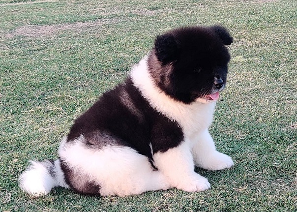 Akita Puppies For Sale in Udaipur