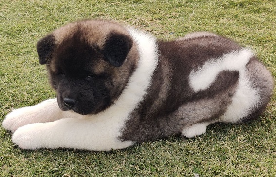 Akita Puppies For Sale in Amritsar