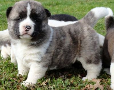 Akita Puppies For Sale in Mumbai