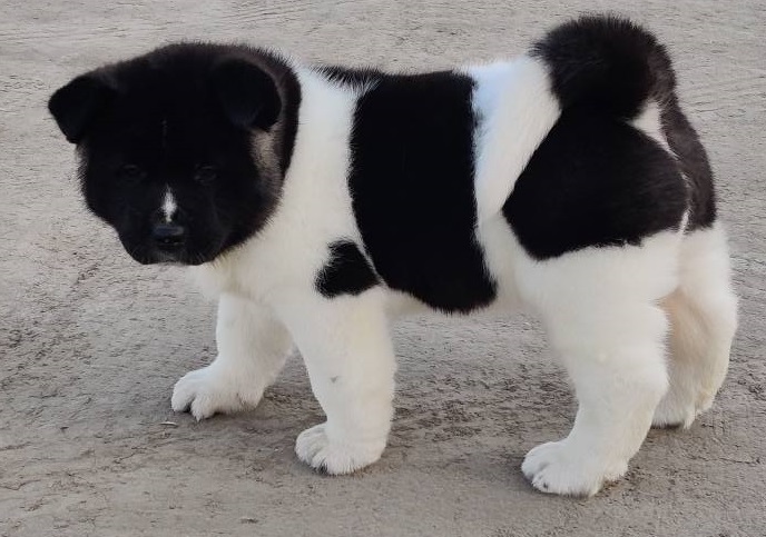 Akita Puppies For Sale in Shimla