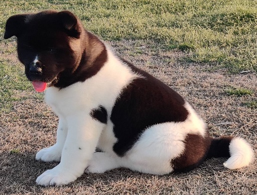 Akita Puppies For Sale in Nagpur