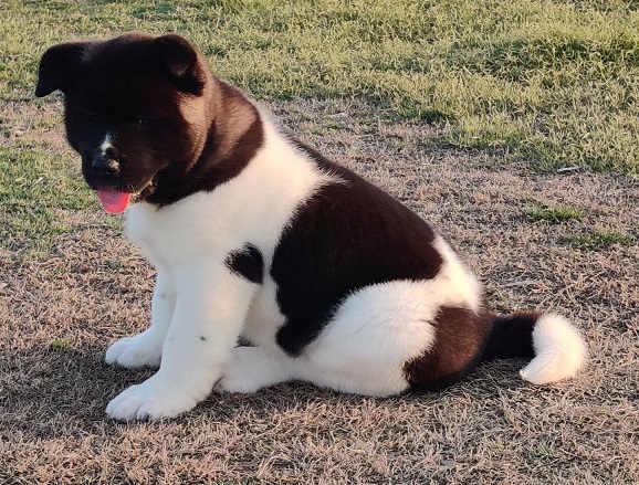 Akita Puppies For Sale in Gurugram