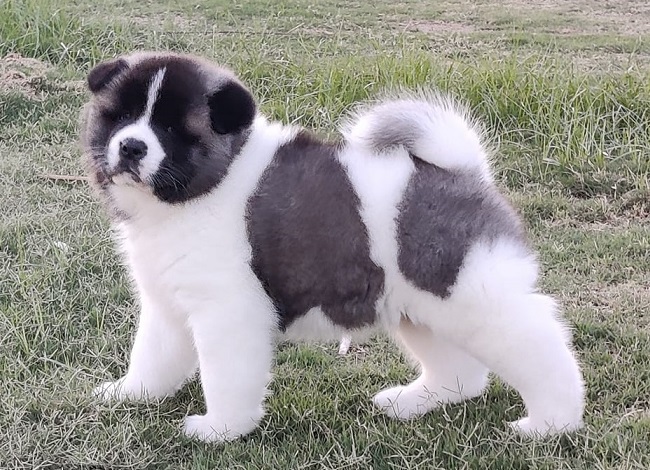 Akita Puppies For Sale in Noida