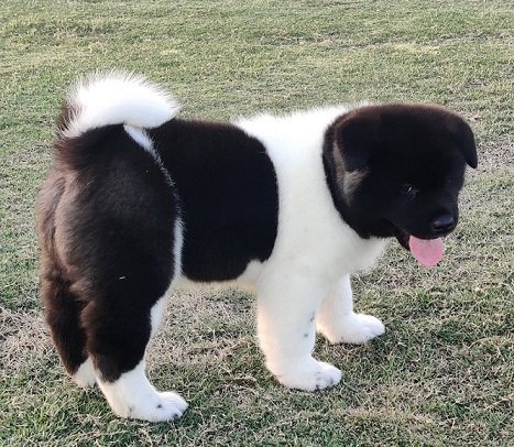 Akita Puppies For Sale in Thiruvananthapuram