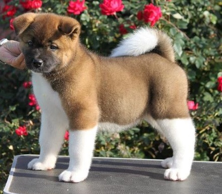 Akita Puppies For Sale in Bangalore