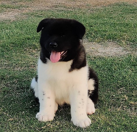 Akita Puppies For Sale in Bhubaneswar