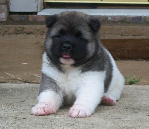 Akita Puppies For Sale in Kolkata