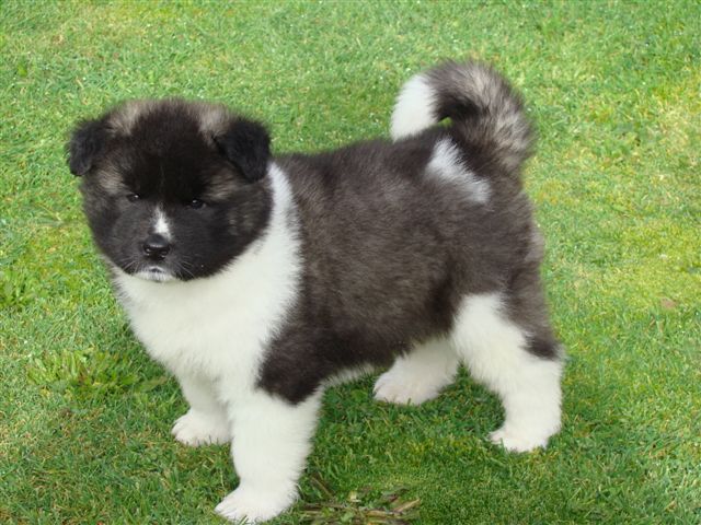 Akita Puppies For Sale in Hyderabad