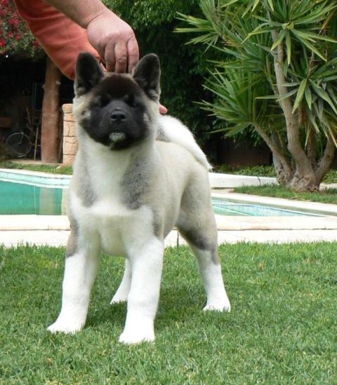 Akita Puppies For Sale in Pune