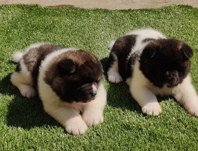 Akita Puppies For Sale in Ahmedabad