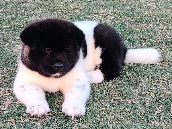 Akita Puppies For Sale in Jaipur
