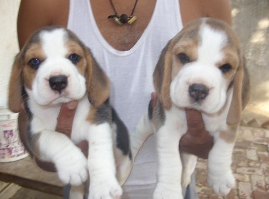 Beagle Puppies For Sale in Delhi