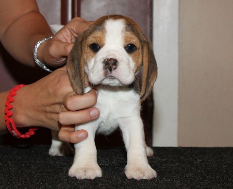 Beagle Puppies For Sale in Agra