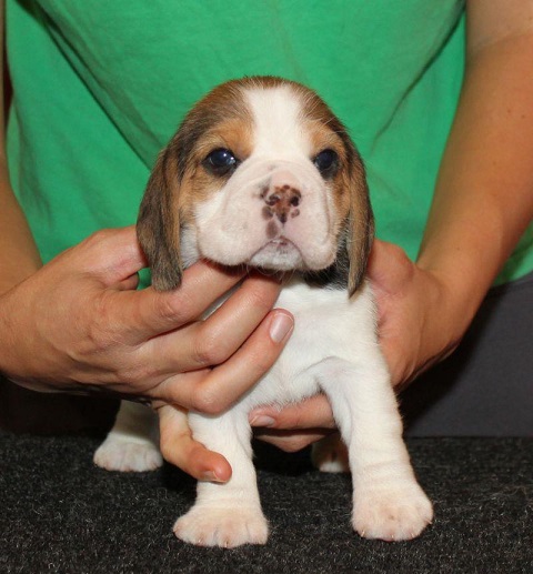 Beagle Puppies For Sale in Varanasi