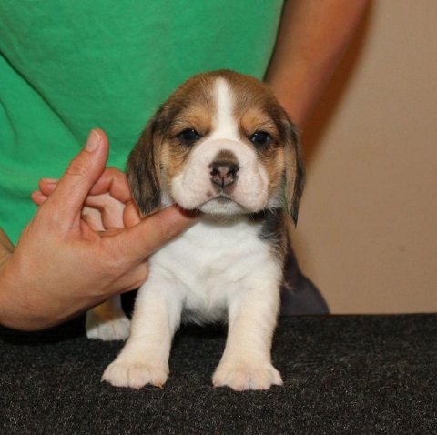 Beagle Puppies For Sale in Surat