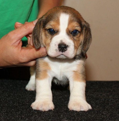 Beagle Puppies For Sale in Lucknow