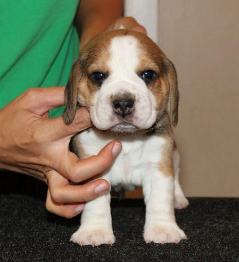 Beagle Puppies For Sale in Udaipur