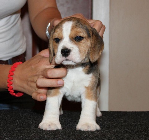 Beagle Puppies For Sale in Goa