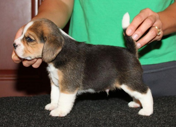 Beagle Puppies For Sale in Amritsar
