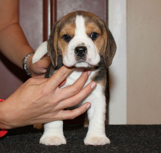 Beagle Puppies For Sale in Indore
