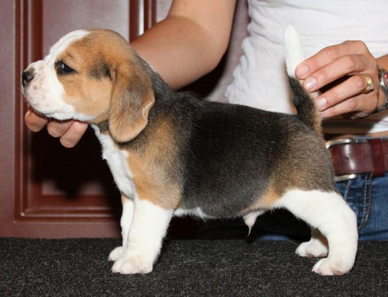 Beagle Puppies For Sale in Chandigarh