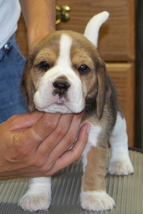 Beagle Puppies For Sale in Mumbai