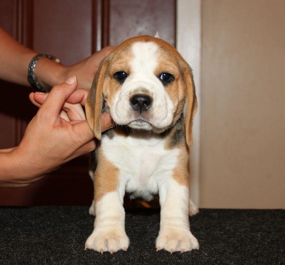 Beagle Puppies For Sale in Visakhapatnam