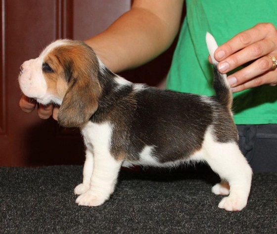 Beagle Puppies For Sale in Mysuru