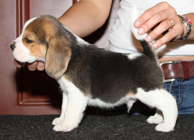 Beagle Puppies For Sale in Jodhpur