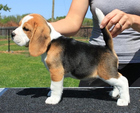 Beagle Puppies For Sale in Nagpur