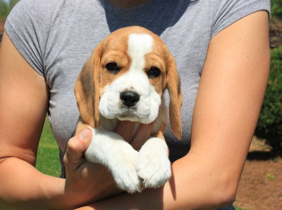 Beagle Puppies For Sale in Madurai
