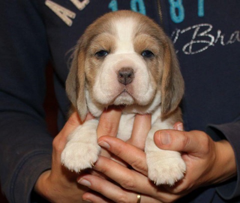 Beagle Puppies For Sale in Gurugram