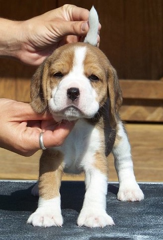 Beagle Puppies For Sale in Bangalore