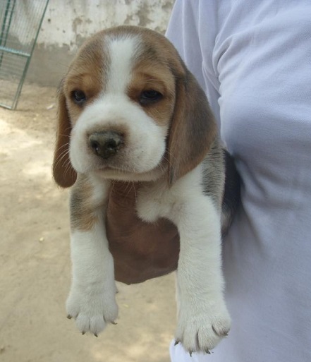 Beagle Puppies For Sale in Chennai