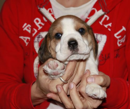 Beagle Puppies For Sale in Kolkata