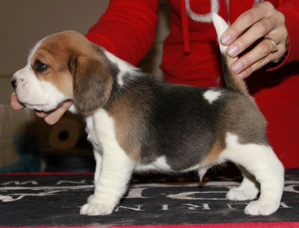 Beagle Puppies For Sale in Hyderabad