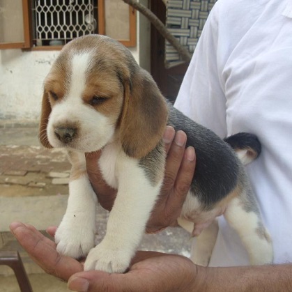 Beagle Puppies For Sale in Ahmedabad