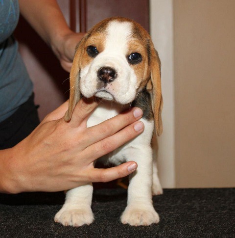 Beagle Puppies For Sale in Jaipur