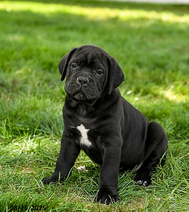 Cane Corso Puppies For Sale in Delhi