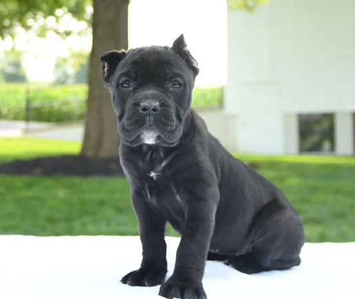 Cane Corso Puppies For Sale in Agra