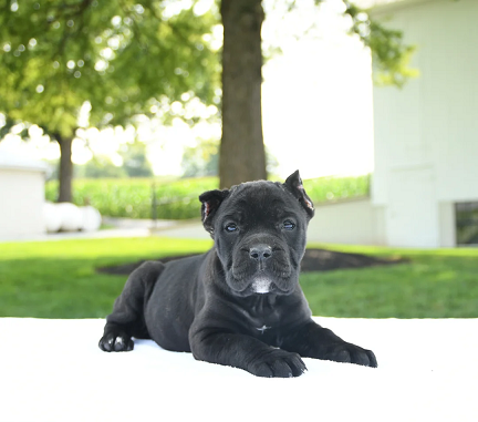 Cane Corso Puppies For Sale in Varanasi