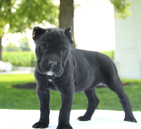 Cane Corso Puppies For Sale in Surat