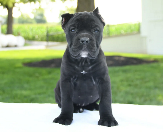 Cane Corso Puppies For Sale in Lucknow