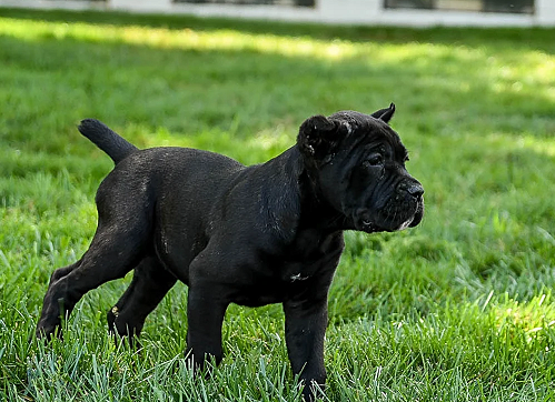Cane Corso Puppies For Sale in Udaipur