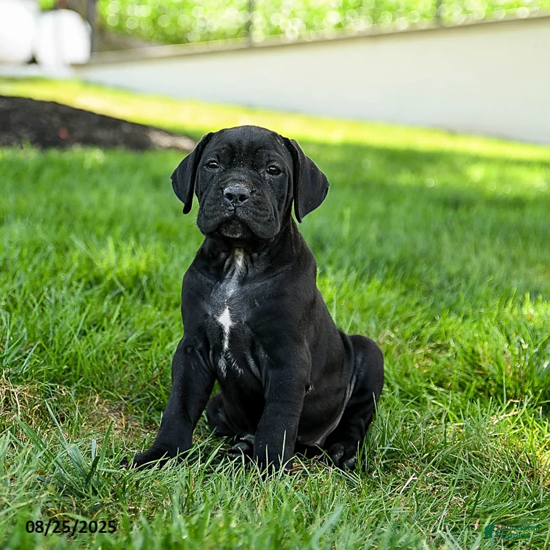 Cane Corso Puppies For Sale in Goa
