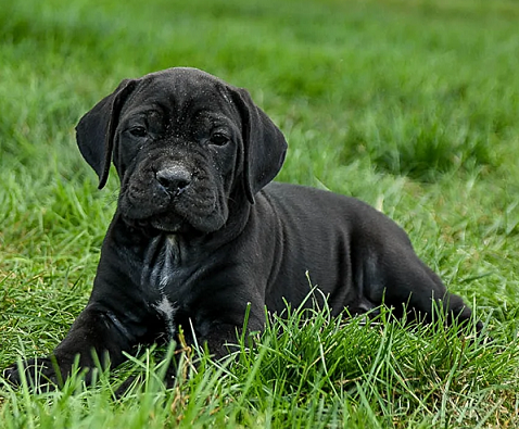 Cane Corso Puppies For Sale in Amritsar