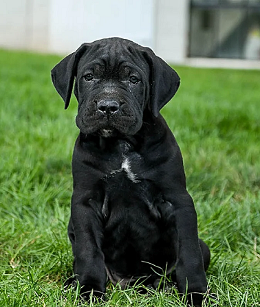 Cane Corso Puppies For Sale in Chandigarh